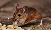 24 Hour & Emergency Exterminators in Rancho Cascades, CA